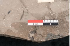 Foto (Detailansicht) von Eucalyptus oceanica Unger (NHMW-GEO-2024-0188-8033)